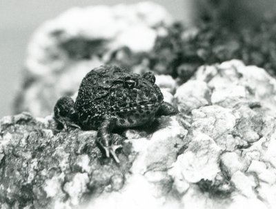Jihoamerická rohatá žába sedící na skále ukazující svou obrannou pozici, Londýnská zoo, srpen 1928 (černobílá fotografie) od Frederick William Bond