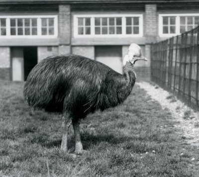 Kasuár jižní v londýnské zoo v červnu 1925 od Frederick William Bond