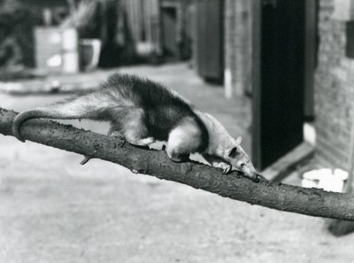 Jižní Tamandua/Mravenečník obojkový/Mravenečník malý, procházející se po větvi v londýnské zoo od Frederick William Bond