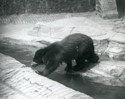 Medvěd brýlatý neboli andský překračuje potok ve svém výběhu v londýnské zoo, červenec 1925 od Frederick William Bond