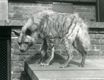 Pruhovaná hyaena stojící na plošině ve svém výběhu v londýnské zoo, červen 1925 od Frederick William Bond