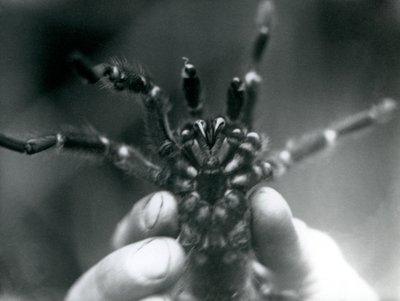 Tarantule zvednutá, aby ukázala své tesáky zespodu, Londýnská zoo, říjen 1925 od Frederick William Bond