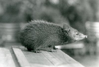 Tenrec v londýnské zoo v roce 1929 (černobílá fotografie) od Frederick William Bond
