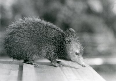 Tenrec v londýnské zoo v roce 1929 (černobílá fotografie) od Frederick William Bond