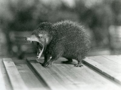 Tenrec s otevřenou tlamou, ukazující široké rozevřené a ostré zuby, Londýnská zoo od Frederick William Bond