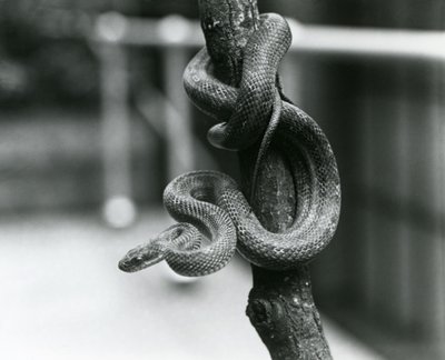 Texaský krysí had se stočil kolem téměř svislé větve v londýnské zoo v srpnu 1928 (černobílá fotografie) od Frederick William Bond