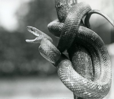 Texaský krysí had zející a stočený kolem téměř svislé větve, Londýnská zoo, srpen 1928 (černobílá fotografie) od Frederick William Bond