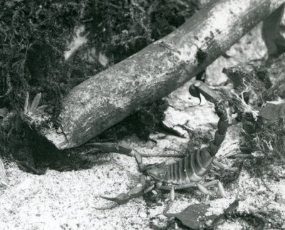 Texas Scorpion v londýnské zoo v roce 1928 (černobílá fotografie) od Frederick William Bond