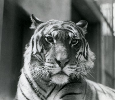 Tygr v londýnské zoo v červenci 1924 od Frederick William Bond