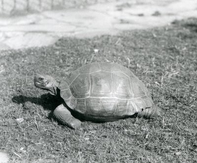 Želva stojící na trávě v londýnské zoo v roce 1926 (černobílá fotografie) od Frederick William Bond