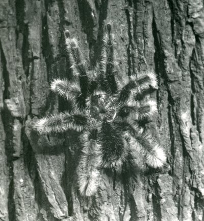 Tarantule Trinidad Chevron na kůře kmene stromu, Londýnská zoo, říjen 1926 od Frederick William Bond