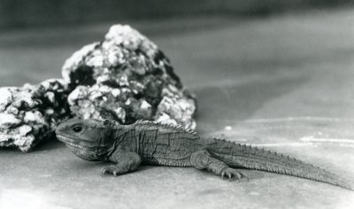 Tuatara, ležící před skálou, v londýnské zoo v roce 1928 (černobílá fotografie) od Frederick William Bond