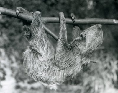 Lenochod dvouprstý visící na uříznuté větvi, Londýnská zoo, 1927 od Frederick William Bond