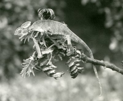 Zahalený nebo jemenský chameleon na konci listnaté větve v londýnské zoo, červen 1924 od Frederick William Bond
