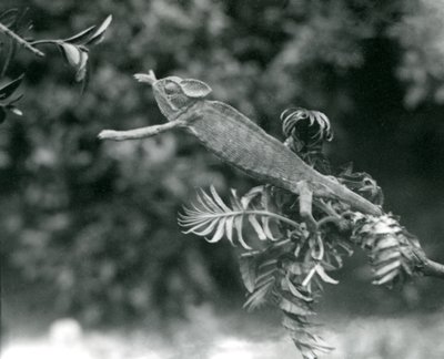 Zahalený nebo jemenský chameleon stojí na jedné listové větvi a natahuje se k druhé, Londýnská zoo, červen 1924 od Frederick William Bond