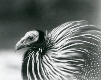 Vulturine Guineafol v londýnské zoo v roce 1927 od Frederick William Bond