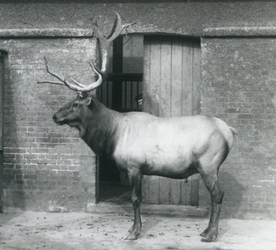 Jelen WapitiElk stojící ve svém výběhu v londýnské zoo v září 1927 od Frederick William Bond
