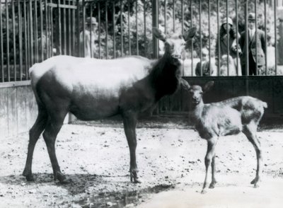 Losice wapiti s mládětem ve výběhu, na které se návštěvníci dívají přes mříže, Londýnská zoo od Frederick William Bond