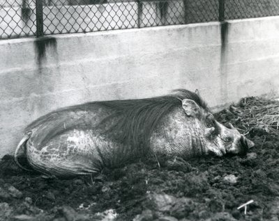 Prase bradavičnaté spící v bahně, Londýnská zoo, červenec 1927 (černobílá fotografie) od Frederick William Bond