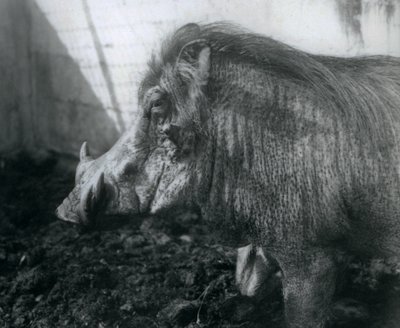 Wathog stojící v bahně, Londýnská zoo, 1927 od Frederick William Bond