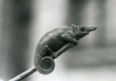 Chameleon dvourohý West Usambara, Londýnská zoo, 1927 od Frederick William Bond