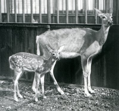 Jelen běloocasý se svým kolouškem v londýnské zoo v srpnu 1927 od Frederick William Bond