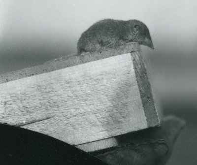Rejsec bělozubý shlíží přes okraj dřevěné krabice, kterou drží chovatel v rukavici, Londýnská zoo, duben 1917 od Frederick William Bond