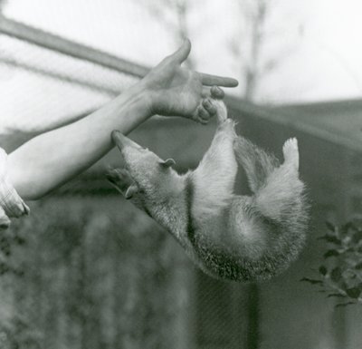 Mladý Tamandua obojkový visící na prstech svých chovatelů svým chápavým ocasem, když se natahuje, aby se držel za paži chovatelů, Londýnská zoo, duben 1925 od Frederick William Bond