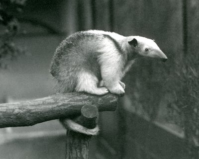 Mladý Tamandua obojkový sedící na konci větve držící se svým chápavým ocasem, Londýnská zoo, 24. dubna 1925 od Frederick William Bond