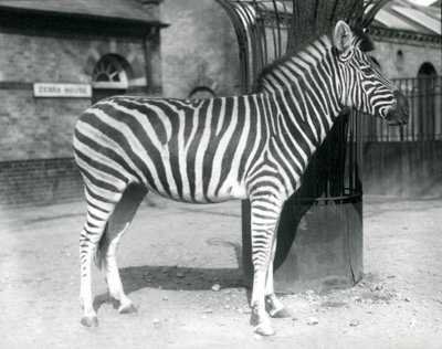 Zebra stojí ve výběhu před Zebra House v londýnské zoo v roce 1925 od Frederick William Bond