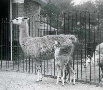 Mládě lamy neboli Cria s matkou v londýnské zoo, 1926 od Frederick William Bond