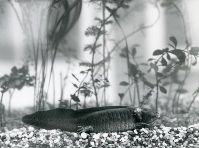 Černý axolotl/mlok mexický spočívající na štěrku na podlaze nádrže v londýnské zoo v roce 1928 (černobílá fotografie) od Frederick William Bond