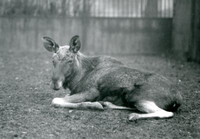 Losí býk s jizvami po nedávno shozeném paroží, ležící v londýnské zoo, leden 1926. od Frederick William Bond