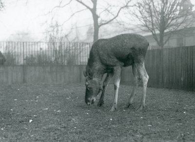 Býk Elk/Moose stojí ve svém výběhu a natahuje se dolů k trávě, Londýnská zoo, leden 1926 (černobílá fotografie) od Frederick William Bond