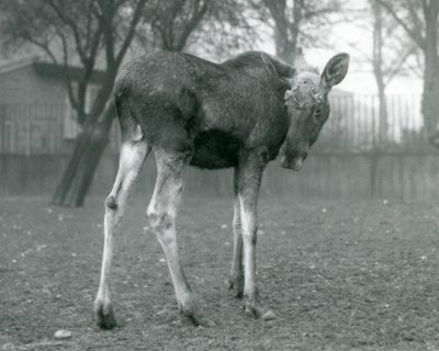 Býk ElkMoose s ranami po nedávno shozených parozích, stojící v londýnské zoo, leden 1926 od Frederick William Bond