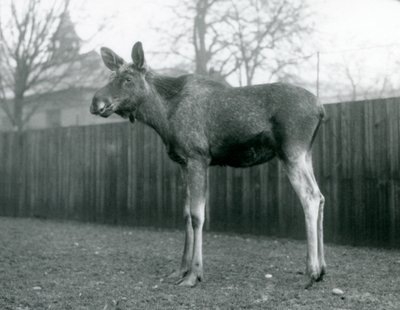 Býk ElkMoose s ranami po nedávno shozených parozích, stojící v londýnské zoo, leden 1926 od Frederick William Bond