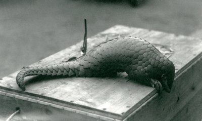 Kriticky ohrožený pangolin čínský shlíží přes okraj dřevěné bedny, na které sedí, londýnská zoo, červenec 1925 od Frederick William Bond
