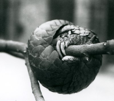 Kriticky ohrožený pangolin čínský odpočívá, stočený kolem vodorovné větve, Londýnská zoo, před rokem 1930 od Frederick William Bond