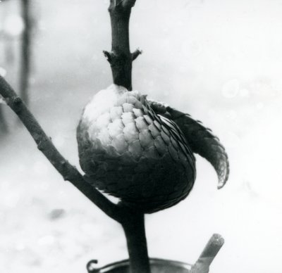 Kriticky ohrožený pangolin čínský odpočívá, stočený kolem vertikální větve, londýnská zoo, červenec 1925 od Frederick William Bond