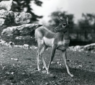 Samice Blackbuck v londýnské zoo v roce 1924 od Frederick William Bond