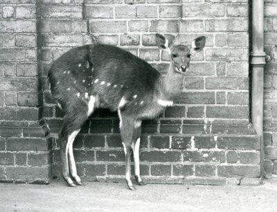 Samice Cape BushbuckImbabala stojící u zdi v londýnské zoo v říjnu 1927. od Frederick William Bond