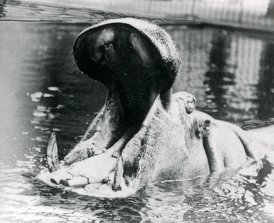 Samice hrocha "Guy Fawkes", která se dívá do bazénu v londýnské zoo kolem roku 1900. "Guy Fawkes" se narodil matce "Adhele" 5. listopadu 1872. od Frederick William Bond
