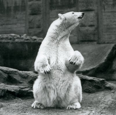 Samice ledního medvěda sedícího na bobku na Mappin Terraces v londýnské zoo v září 1928 od Frederick William Bond