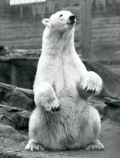 Samice ledního medvěda sedícího na bobku na Mappin Terraces v londýnské zoo v září 1928 od Frederick William Bond