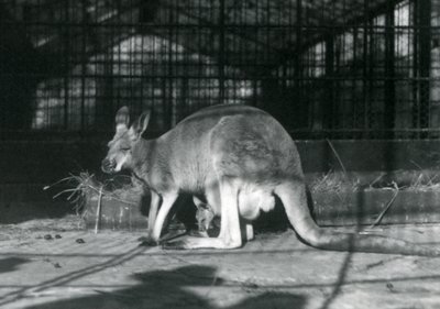 Samice srny létající jill červeného klokana s mládětem nebo joeym ve váčku, Londýnská zoo, 1922 od Frederick William Bond
