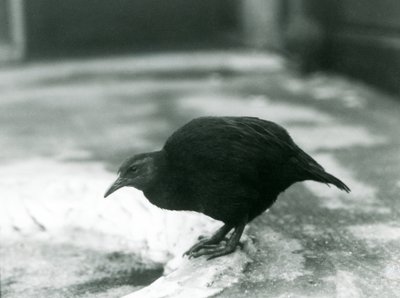 Nelétavá slepice WekaMaori Woodhen v londýnské zoo v roce 1927 od Frederick William Bond
