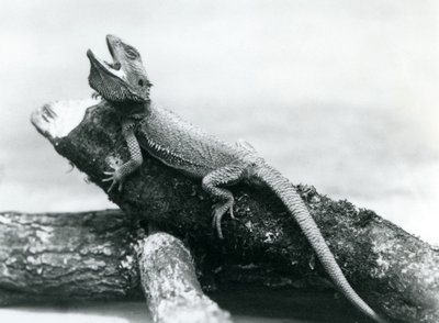 Zející vousatý drak držící se klády, Londýnská zoo, srpen 1928 (černobílá fotografie) od Frederick William Bond
