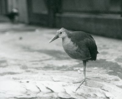 Dřevěné zábradlí s šedým hrdlem nebo dřevěné zábradlí s šedým krytem (Aramides cajaneus) stojící na jedné noze v londýnské zoo v září 1927 od Frederick William Bond