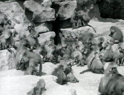 Skupina nebo skupina posvátných paviánů sedících na skalách ve svém výběhu, londýnská zoo, červenec 1925 od Frederick William Bond