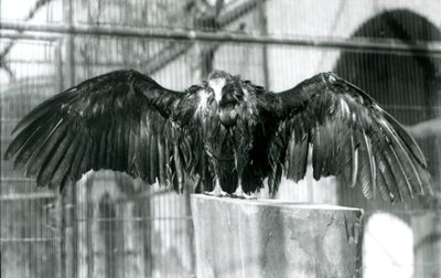 Sup s kapucí, stojící na kládě s roztaženými křídly, užívající si dubnové sprchy v londýnské zoo, před rokem 1930 (černobílá fotografie) od Frederick William Bond
